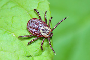 Tick control treatment & services in Northwest Florida | Provided by Mosquito Joe of Northwest Florida