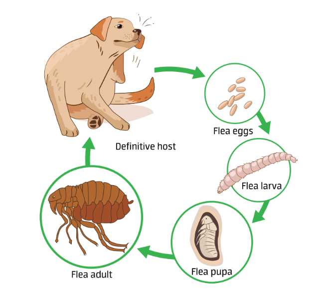 Flea's Life Cycle - Flea eggs to Flea Larva to Flea Pupa to Flea adult to definitive host