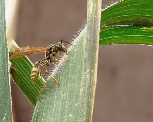 yellow jacket on a plant